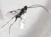 Microgastrinae inconnu